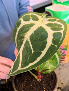 The leaves of Anthurium magnificum can become quite massive, up to 18 to 24-inches long by 20-inches wide when fully mature. The leaves appear leathery with age and feature a lush dark green color with contrasting bright white veining.