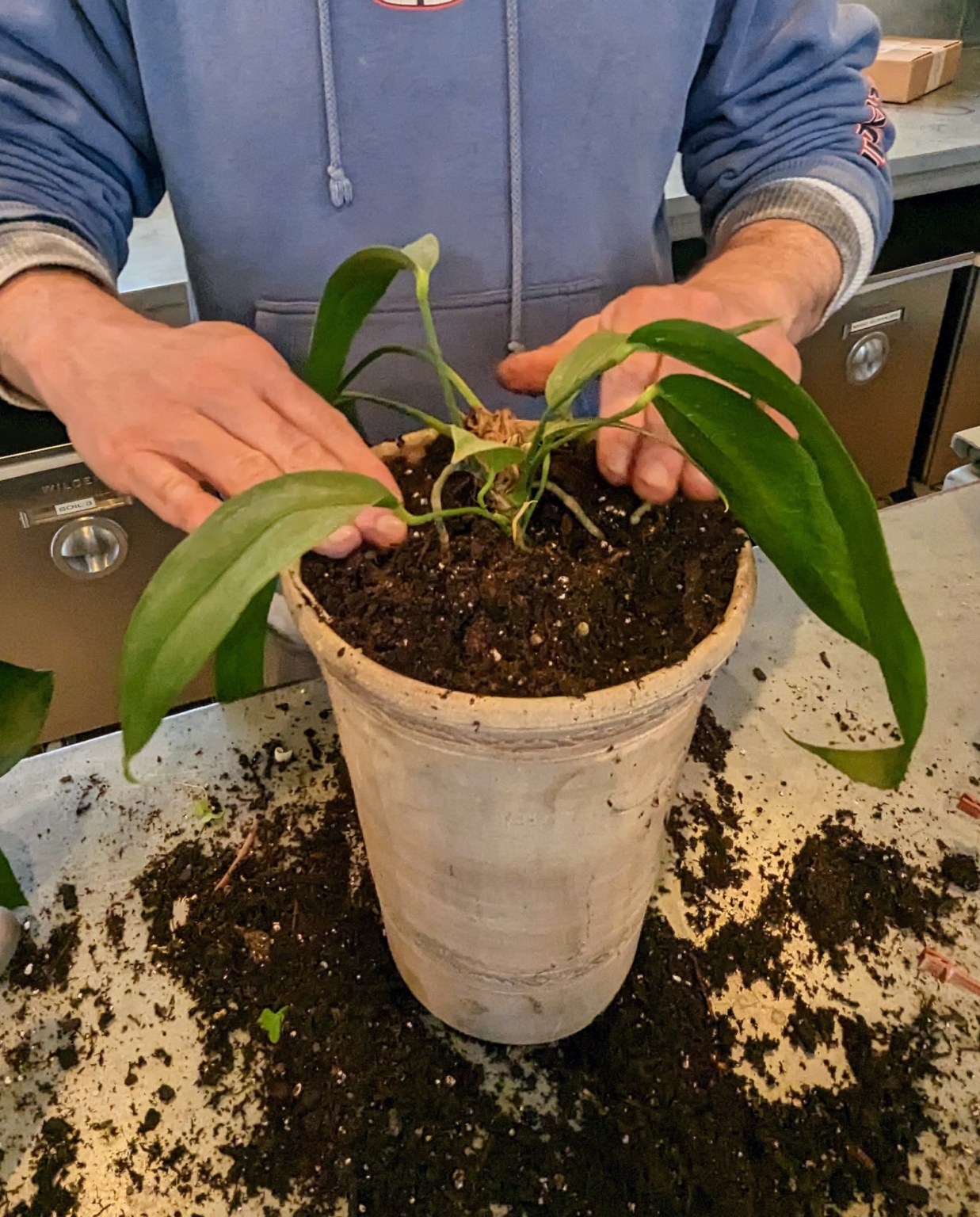 Plants From Logee S Tropical Container Plants For Home And Garden The