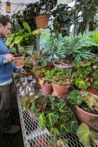 ... And then takes the plants out to the greenhouse. This area is filled with all my begonias.