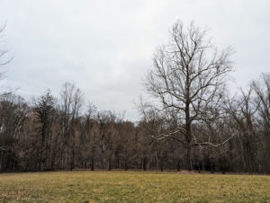 This is the back hayfield at my Bedford, NewYork farm. On the right is the giant sycamore tree - the symbol of Cantitoe Corners. this tree is the biggest tree on the property and one of my favorites.