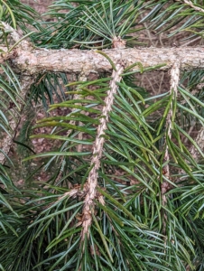 Do you know how to tell a spruce from a pine? One easy tip to remember: on pine trees, needles are attached to the branches in clusters; however, on spruce trees such as this one, needles are attached individually to the branch.