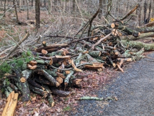 There are also large piles of smaller branches and limbs taken off the trees before they are felled or picked up from the woodland floor after breaking and falling during storms.