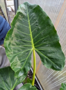 This is Alocasia macrorrhiza ‘Lutea’ with its large dark green leaves with bold yellow petioles and stems.
