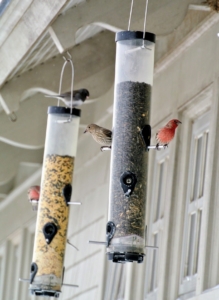 When feeding birds, take note of which type of seed is eaten most often. And always discard any seed that has become wet, moldy or foul smelling.