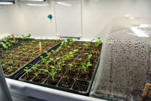 The seed trays sit over reservoirs and are automatically watered from the back of the unit. The trays receive about 18-hours of light a day.
