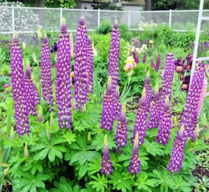 And then come June, the gardens will be bursting. Remember my lupines? They grow so wonderfully here at the farm.