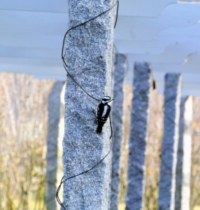 Here’s a downy woodpecker on the granite upright of my pergola. This is the smallest type of woodpecker in North America.