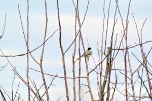 Here's another chickadee sitting on a branch nearby - safe and hopefully full. What birds do you see outside your home?