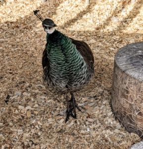 This is a female, or peahen, inside the coop. All my birds are friendly and come up quite close to visitors.