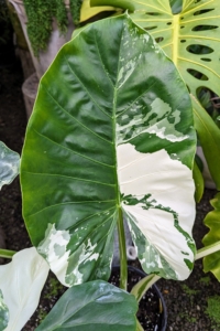 Other new alocasias in my collection include this variegated variety. Alocasia odora 'Variegata' is a dwarf Alocasia that grows to approximately three feet tall. Every leaf is different, showing off its interesting green and white markings.
