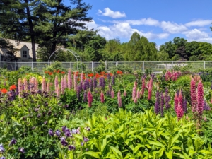Before we know it, the gardens will be bursting with color once again. This is my large flower cutting garden in early June, when so many vivid lupines and other flowers are in bloom.
