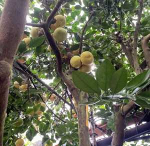This is a multi-variety citrus tree in the “Big House.” Planted in 1964, this tree is showing grapefruit and temple oranges.