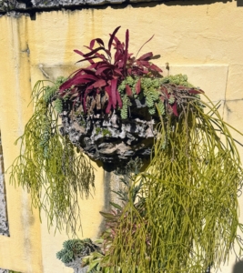 Dripping over this planter is the threadlike Rhipsalis baccifera, commonly known as the mistletoe cactus, an epiphytic cactus which originates from Central and South America, the Caribbean, and Florida.