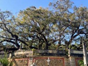 Atop what is called the Garden Mound is collection of gnarled Live Oak trees, some of which are about 200-years old. These trees were dug from other properties as mature specimens and brought to Vizcaya.