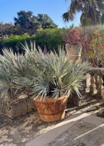 In this corner is a potted Silver Saw Palmetto, Serenoa repens 'Silver.' It is a small, slow-growing palm tree native to the southeastern United States. It is known for its striking silvery-blue fronds, which can reach up to five-feet long.
