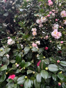 This is a Camellia. Camellias are large, attractive, broad-leaved, evergreen shrubs that are highly prized for their flowers, which bloom from winter to spring. There are more than 2300 named cultivars registered with the American Camellia Society.