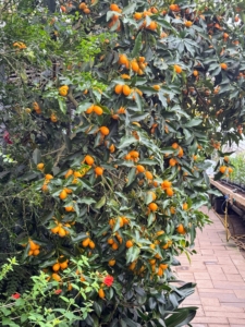One of Byron and Laurelynn’s major interests is citrus which can be found throughout their greenhouses. Many of my citrus come from Logee's.