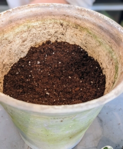 Here, Ryan begins to fill the pots with the appropriate soil medium. The root ball will also be surrounded with soil, so leave enough room so the base of the plant can sit just under the rim of the vessel.