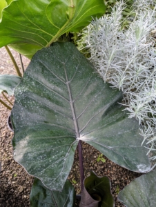Alocasia sumo is a new hybrid between Alocasia 'Portora' and 'Purple Cloak.' The dark leaf stems are reddish-black.