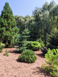 The beautiful trees in my pinetum are also now surrounded with mulch and not grass. The area is filling in so nicely, creating more habitats for visiting animals.