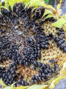Much bigger are the sunflower seeds. These are ready to harvest when the foliage turns yellow, the petals die down, and the seeds look plump. Some of the seeds on this flower have already been eaten by birds, but there are many that can also be harvested and saved for planting.