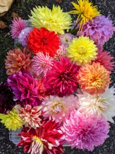 Dahlias are among my favorite summer blooms - those gorgeous, bright, and colorful flowers that open in late June and last all summer until the first autumn frost.