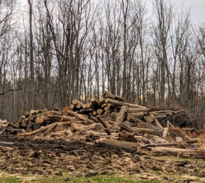 Hundreds of these felled trees are diseased ash trees - infested and killed by the emerald ash borer. The borer larvae kill ash trees by tunneling under the bark and feeding on the part of the tree that moves water and sugars up and down its trunk.