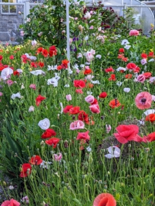 Here is a section filled with poppies - those colorful tissue paper-like flowers that look stunning both in the garden and in the vase.