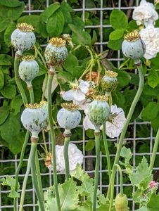 These are poppy seed pods - what’s left on the stem once the flower blooms and the petals fall off. As the seed heads turn brown with ripeness, it’s time to cut them and harvest the seeds.