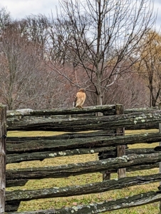 At my farm, Cantitoe Corners, I welcome all the wildlife and am so pleased with all the creatures that live and visit. Here is a Cooper's Hawk sitting on my paddock fencing watching the activity around my farm.