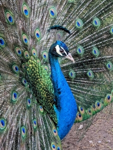 I share my farm with an ostentation of beautiful peafowl – peacocks as well as peahens. Peafowl are members of the pheasant family. There are two Asiatic species – the blue or Indian peafowl native to India and Sri Lanka, and the green peafowl originally from Java and Burma, and one African species, the Congo peafowl from African rain forests. All my peafowl are Indian.