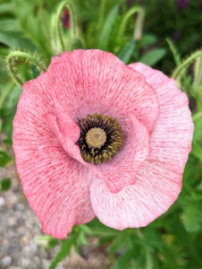 Poppies produce open single flowers gracefully located on long thin stems, sometimes fluffy with many petals and sometimes smooth.