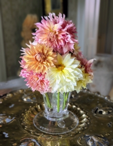 This arrangement in glass is in my Winter House sitting room. Dahlias come in white, shades of pink, red, yellow, orange, shades of purple, and various combinations of these colors – every color but true blue.