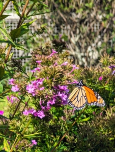 Here is a monarch butterfly feeding on flower nectar in one of my gardens.