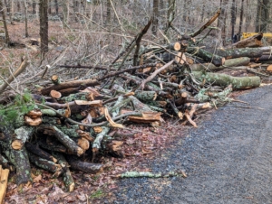 Here at my farm, we have a very systematic process for preparing material for the tub grinder. For several weeks before the tub grinder arrives, and during its visit, large piles of organic debris are collected along the carriage roads.