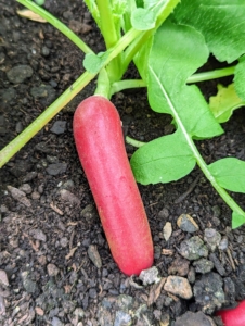 The radish is an edible root vegetable of the Brassicaceae family. Radishes are grown and consumed throughout the world, and mostly eaten raw as a crunchy salad vegetable.