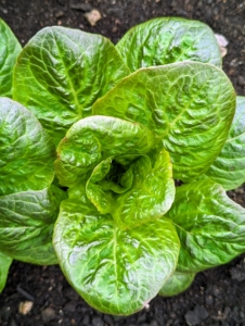 There is always a lettuce head or two ready for harvesting. Butter lettuce is a type of lettuce that includes Bibb lettuce and Boston lettuce. It’s known for loose, round-shaped heads of tender, sweet leaves and a mild flavor.