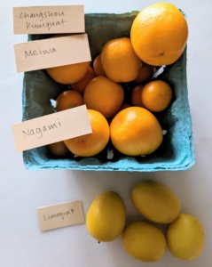 Here is an assortment of smaller citrus fruits - Changshou kumquats, Meiwa sweet kumquats, Nagami kumquats, and the kumquat-lime hybrid, limequats. Kumquats have a similar taste to oranges, but with a kick − the skin of the fruit tastes sweet, and the inside is tart.