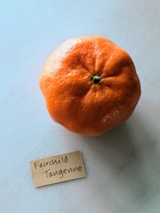 The Fairchild tangerine is a cross between a Clementine mandarin and an Orlando tangelo. The skin is thin with a deep orange color and it is juicy with a rich and sweet flavor.