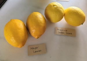 I grow many Meyer lemons here at my farm. The Meyer lemon is a hybrid citrus fruit native to China. The fruits are smaller and more round than regular lemons, with smoother, thin, deep yellow to orange skin, and dark yellow pulp. Palestine sweet limes can be enjoyed by eating or juicing for fruit drinks, smoothies, and cocktails. They are often used in sauces, marinades, chutneys, and relishes.