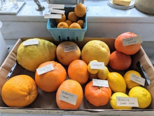 I visit Logee's at least once a year – and I never leave empty handed. This time, I also picked a lovely box of tasting fruits. Look at all these wonderful oranges, lemons, grapefruits, kumquats, etc.