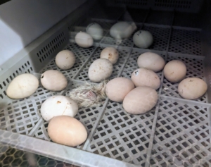 From days 17 to 21, they’re placed into this hatching cabinet, where it is still very warm. Eggs are placed in divided sections, where they are safe and cannot roll during the hatching process. Here is the first peep to hatch. The chicks remain here until they can walk and their down is dry.