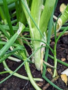 Green onions only take 50 to 60 days to grow from seed to a harvestable size. They're also easy to grow in any amount of space.