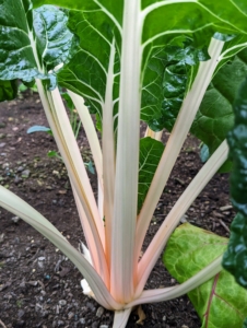 The gorgeous Swiss chard stalks stand out in the bed. The most common method for picking is to cut off the outer leaves about two inches above the ground while they are young, tender, and about eight to 12 inches long.