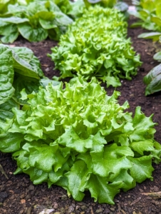 I love fresh lettuce. It’s a real treat to have lettuce like this all year long. I share it with my daughter and grandchildren. And of course, I enjoy it for my own lunches and dinners when I am home.
