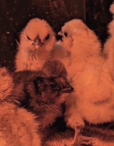 At this stage, it is difficult to know which are the males and which are the females, but some signs will start to show around three months old. The female Silkies will keep their bodies more horizontally positioned, while males will stand more upright, keeping their chests forward and their necks elongated. Males will also hold their tail more upright, where females will keep it horizontal or slightly dipped toward the ground.