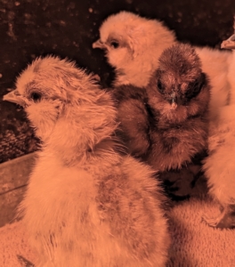 Baby chicks need constant monitoring until they are at least a month old. Chicks require an air temperature of 95 degrees during the first week, 90 degrees the second week, and so on – going down by around five degrees per week until they’re ready to transition to a coop.