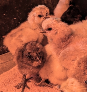 Wherever one goes, the others follow. There are eight Silkie color varieties accepted by the American Poultry Association. They include black, blue, buff, gray, partridge, splash, and white.