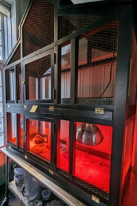 Over the weekend, the cage was full of adorable chirping chicks. The heat lamp, which has a red bulb is on. The red color of this bulb helps deter chicks from picking at one another and also makes it easier for them to sleep.
