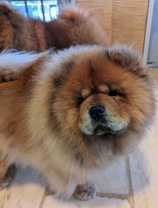 Here's my beautiful Chow Chow, Empress Qin. She and my other dogs are in my kitchen when not outdoors - relaxing on the cool marble and waiting, hoping for nibbles and treats from anyone.